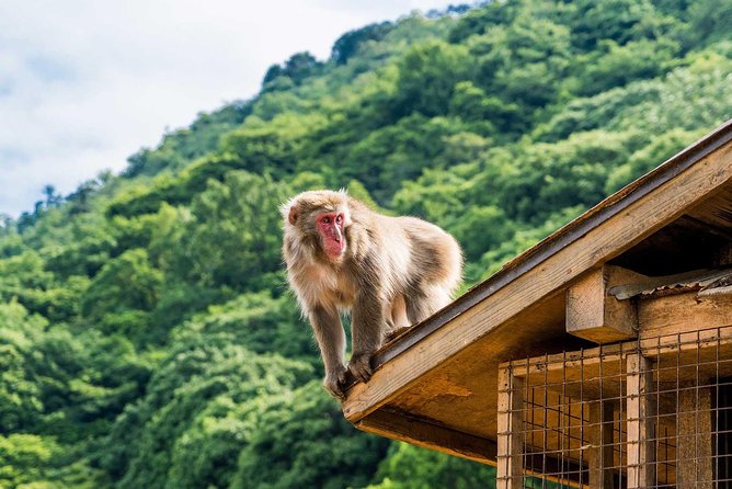 Afternoon Arashiyama Bamboo Forest & Monkey Park Bike Tour Tour Description