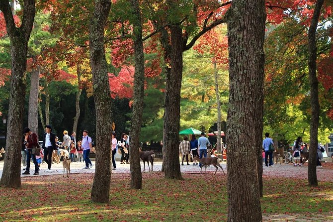 All Must Sees in Hours Nara Park Classic Tour! From JR Nara! Tour Itinerary