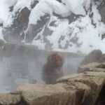 Explore Jigokudani Snow Monkey Park With a Knowledgeable Local Guide Tour Highlights