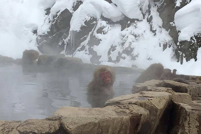 Explore Jigokudani Snow Monkey Park With a Knowledgeable Local Guide Tour Highlights