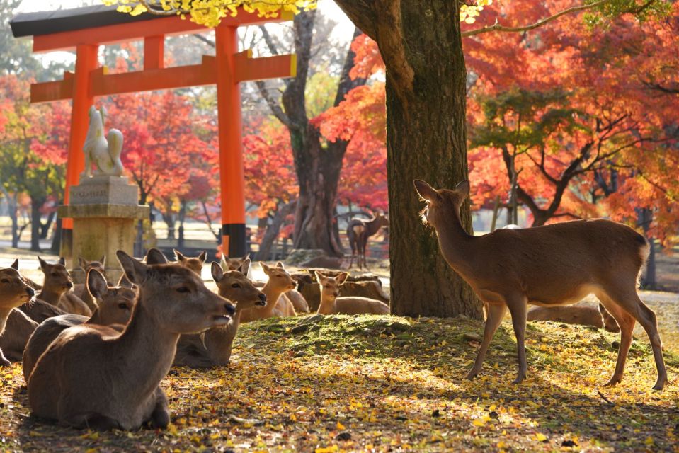 From Osaka or Kyoto: Kyoto & Nara Day Bus Tour Tour Details and Highlights