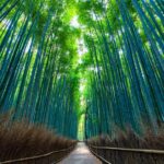 Kyoto hr Instagram Highlights Private Tour With Licensed Guide Tour Overview