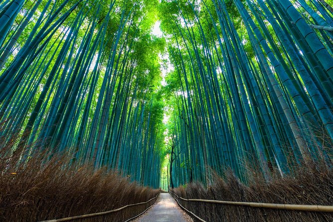 Kyoto Arashiyama Bamboo Forest & Garden Half Day Walking Tour Tour Highlights