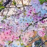 Licensed Guide Tokyo Meguro Cherry Blossom Walking Tour Tour Details