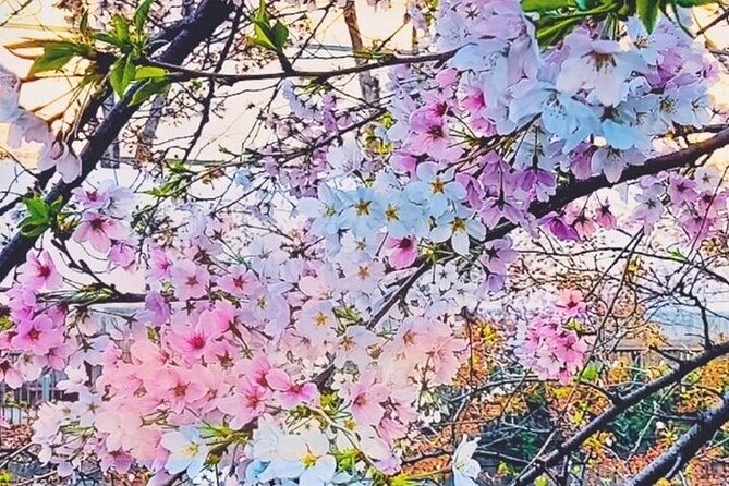 Licensed Guide Tokyo Meguro Cherry Blossom Walking Tour Tour Details