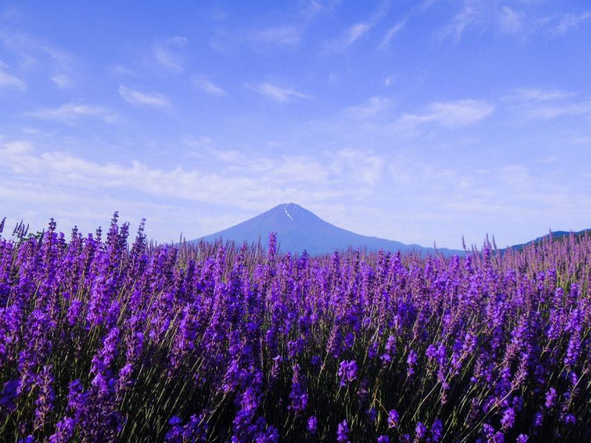Mt. Fuji, Panoramic Ropeway & Seasonal Fruits Picking Experience