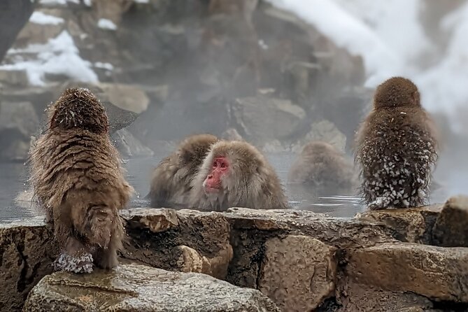 Nagano Snow Monkey Day Tour With Beef Sukiyaki Lunch From Tokyo Tour Highlights