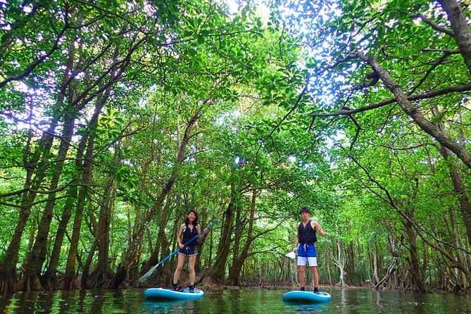 [Okinawa Iriomote] Sup/Canoe Tour in a World Heritage Tour Location and Equipment