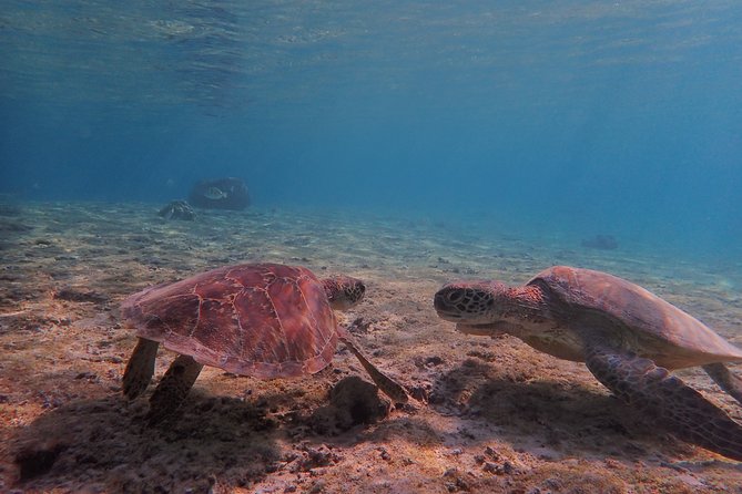 [Okinawa Miyako] Swim in the Shining Sea! Sea Turtle Snorkeling Safety Equipment Provided