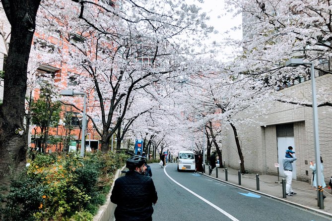 Tokyo Cherry Blossoms Blooming Spots E Bike Hour Tour Cherry Blossom Viewing Route