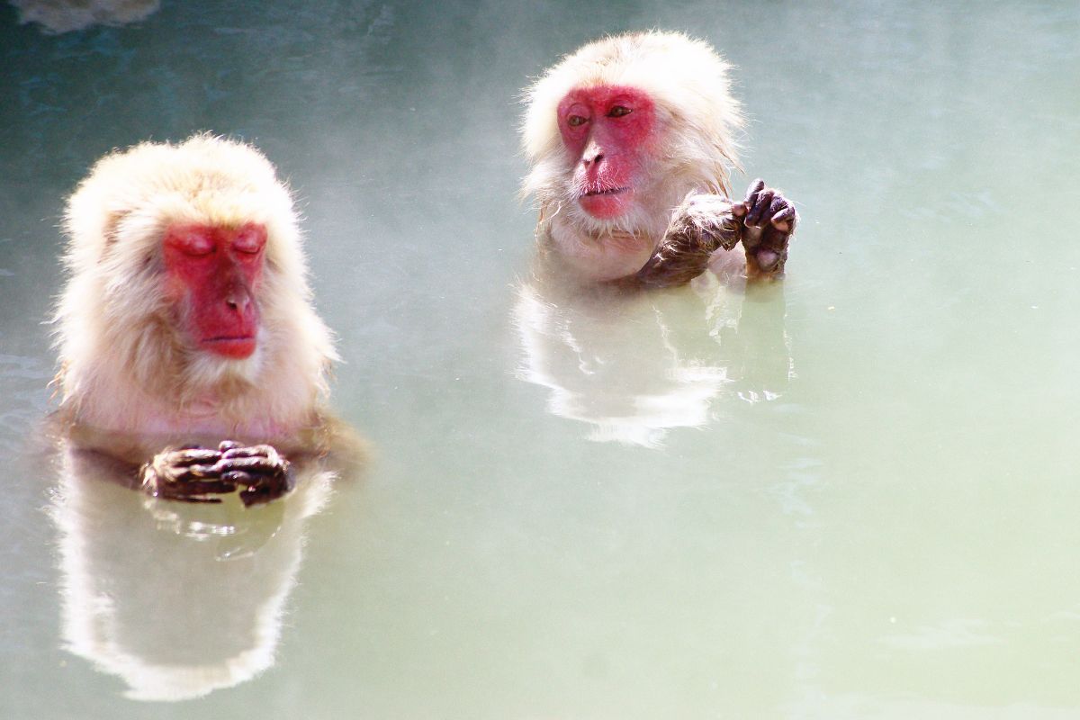 Hotspring Monkeys Hakodate