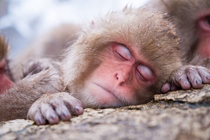 1-Day Private Snow Monkey ZenkoJi Temple & SakeTasting NaganoTour - Meeting and Pickup Details