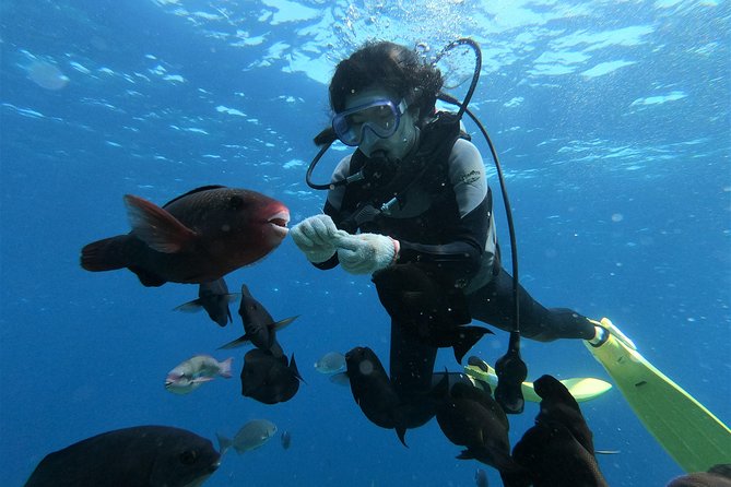 Blue Cave Experience Diving! [Okinawa Prefecture] Feeding & Photo Image Free! English, Chinese Guide Available! 1 Group With a Dedicated Instructor - Included Services and Amenities