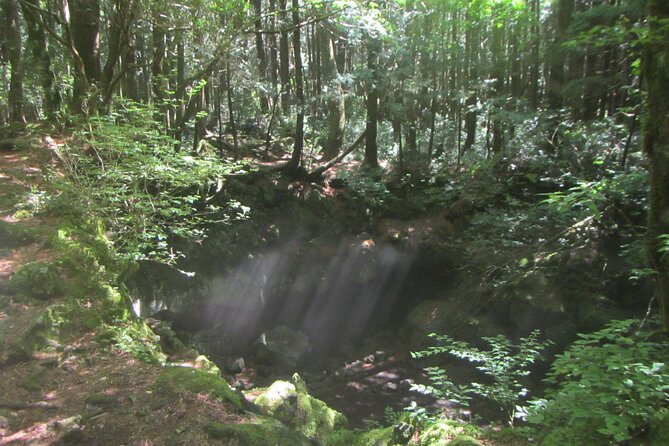 Exploring Mt Fuji Ice Cave and Sea of Trees Forest - Meeting Point and End Point