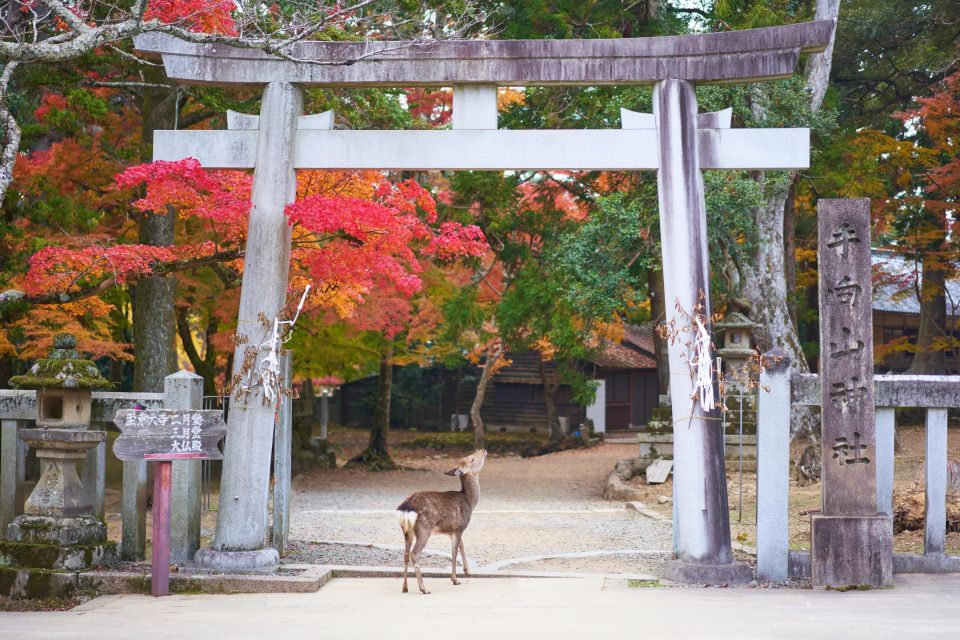 From Kyoto or Osaka: Private Walking Tour Through Nara - Experience With a Local Guide