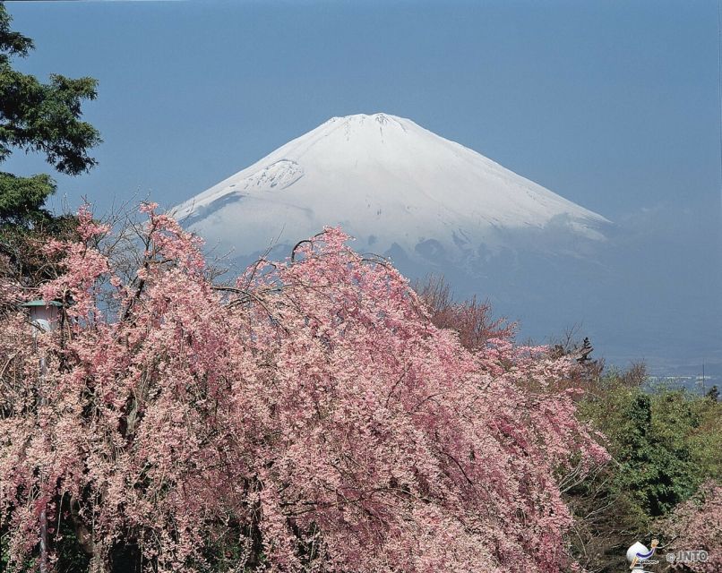 From Tokyo: 1 Day (SIC) Mount Fuji Gotemba Premium Outlet - Experience Highlights