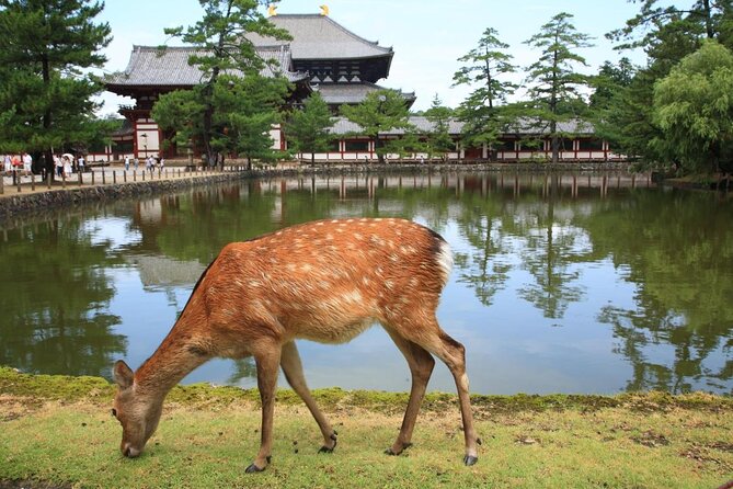 Full Day Excursion: Kyoto and Nara Highlights From Kyoto/Osaka - Itinerary Highlights