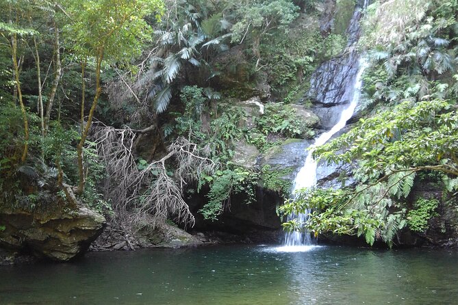 Jungle River Trek: Private Tour in Yanbaru, North Okinawa - What to Expect