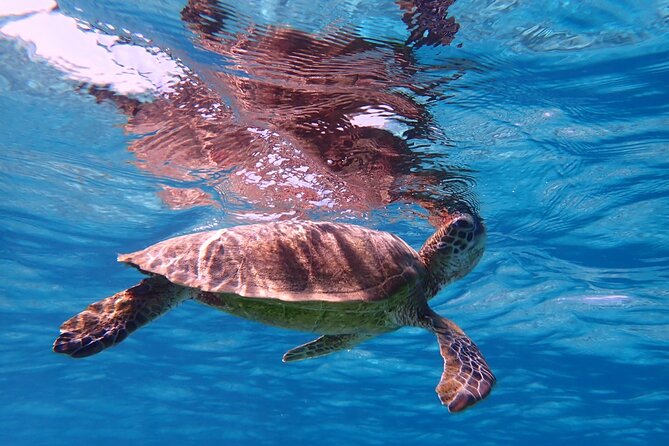 [Miyako] Great View Beach Sup/Canoe & Sea Turtle Snorkeling! - Activity Inclusions