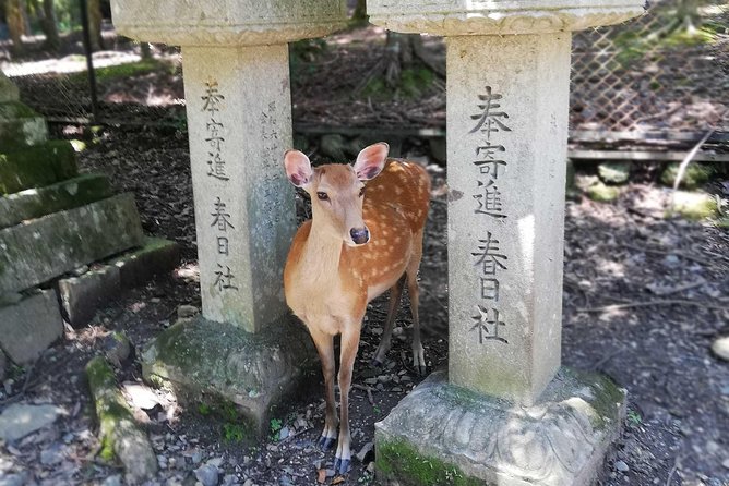 Nara Half Day Trip Walking Tour - Itinerary and Inclusions