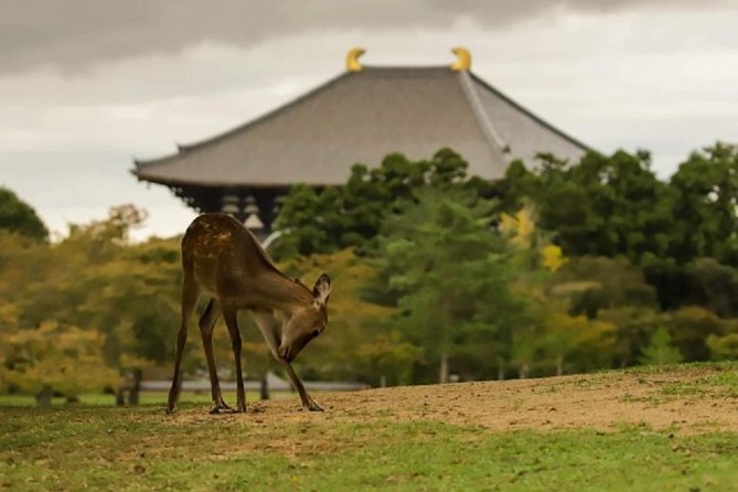 Nara Private Tour by Public Transportation From Kyoto - Inclusions