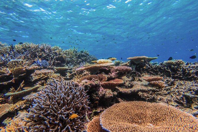 [Okinawa Iriomote] Snorkeling Tour at Coral Island - Safety Equipment Provided