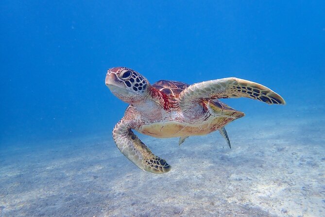 [Okinawa Miyako] Swim in the Shining Sea! Sea Turtle Snorkeling - Wetsuits Provided in Winter