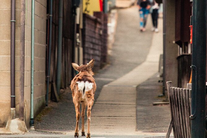 1-Day Private Sightseeing Tour in Hiroshima and Miyajima Island - Tour Highlights