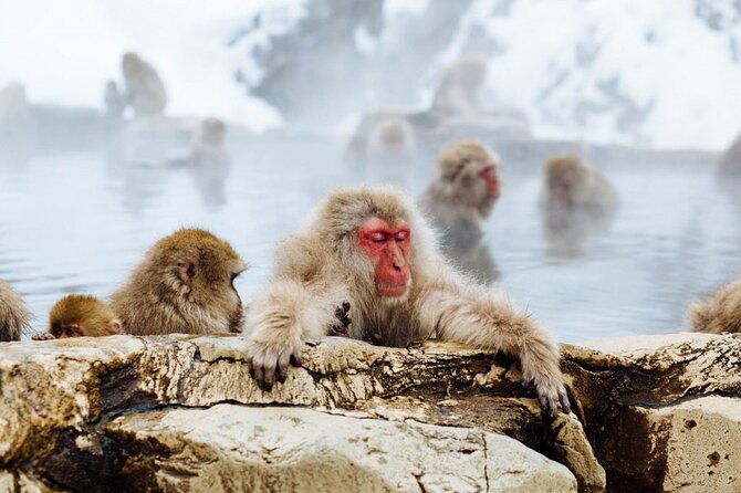 1-Day Snow Monkeys, Zenko-ji Temple & Sake in Nagano Tour - Enjoying a Delicious Lunch in Nagano City