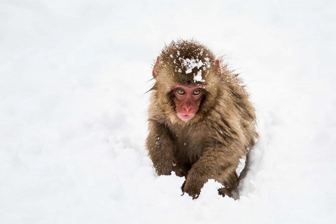 1-Day Snow Monkeys, Zenko-ji Temple & Sake in Nagano - Traveler Reviews