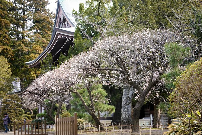 A Fun Day Out Discovering Kamakura - Culinary Delights to Savor