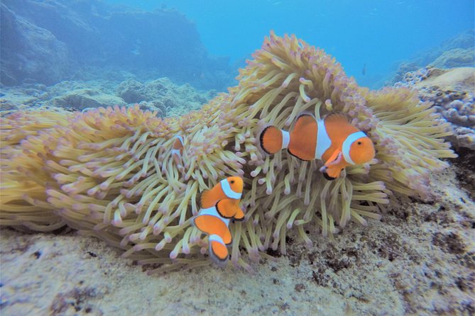 Blue Cave Experience Diving! [Okinawa Prefecture] Feeding & Photo Image Free! English, Chinese Guide Available! 1 Group With a Dedicated Instructor - Meeting Point and End Point Details