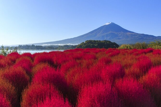 Mt. Fuji, Mt Fuji Panoramic Ropeway & Seasonal Fruits Picking - Price and Booking