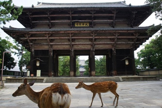 Nara Private Tour by Public Transportation From Kyoto - Reviews