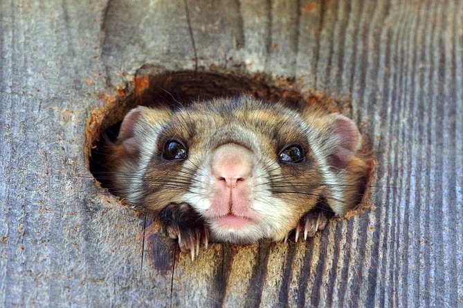 Wild Japanese Flying Squirrel Watching Tour in Nagano - Pricing and Booking Details