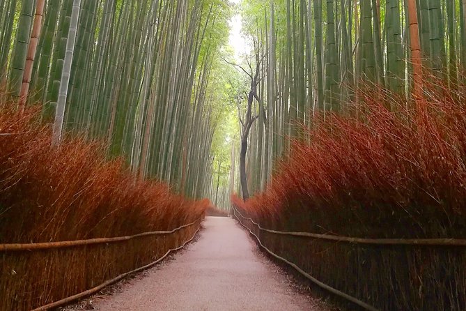 Afternoon Arashiyama Bamboo Forest & Monkey Park Bike Tour - Price and Booking