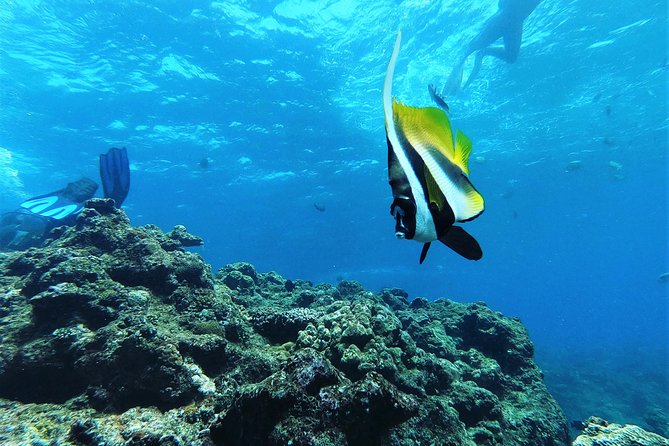 Blue Cave Experience Diving! [Okinawa Prefecture] Feeding & Photo Image Free! English, Chinese Guide Available! 1 Group With a Dedicated Instructor - Booking Confirmation and Cancellation Policy