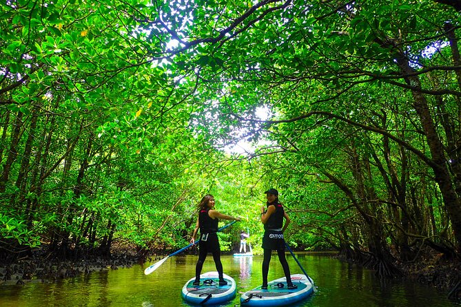 Iriomote Sup/Canoe in a World Heritage&Limestone Cave Exploration - Traveler Guidelines