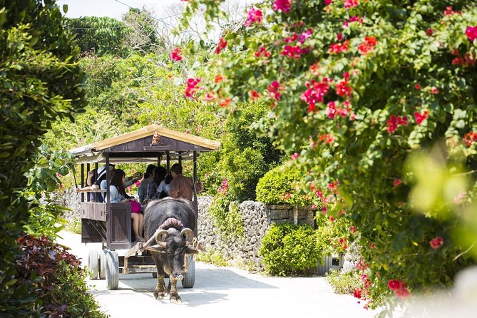 [Ishigaki]Phantom Island Snorkeling+ Taketomi Island Sightseeing - Pricing Information