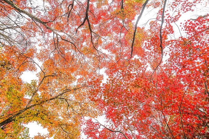 Kyoto Arashiyama Bamboo Forest & Garden Half-Day Walking Tour - Tour Details