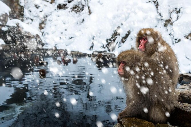 Nagano Snow Monkey 1 Day Tour With Beef Sukiyaki Lunch From Tokyo - Seasonal Offerings