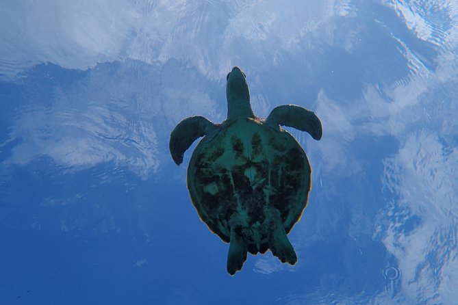 [Okinawa Miyako] Swim in the Shining Sea! Sea Turtle Snorkeling - Reviews and Feedback