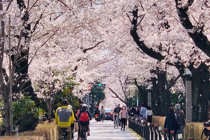 Tokyo Cherry Blossoms Blooming Spots E-Bike 3 Hour Tour - Last Words