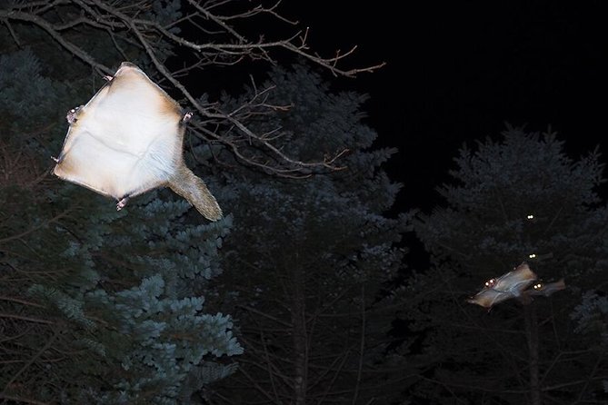 Wild Japanese Flying Squirrel Watching Tour in Nagano - Last Words