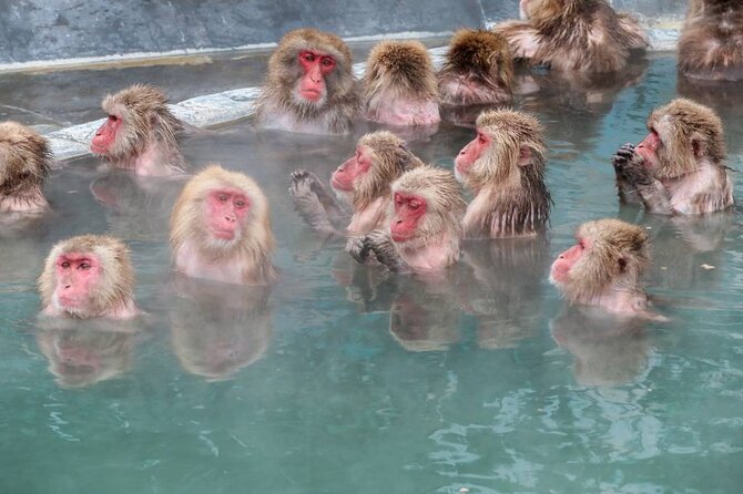 1-Day Private Snow Monkey ZenkoJi Temple & SakeTasting NaganoTour - Directions and Reservations