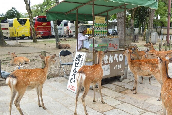 Arashiyama & Yasaka Shrine & Nara & Todaiji Day Trip From Osaka - Guides and Languages