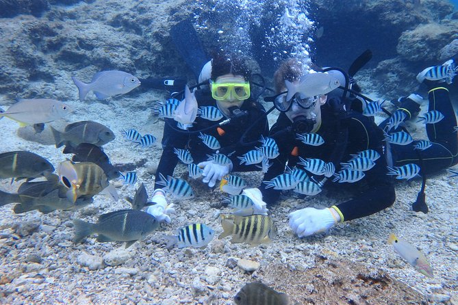 Blue Cave Experience Diving! [Okinawa Prefecture] Feeding & Photo Image Free! English, Chinese Guide Available! 1 Group With a Dedicated Instructor - Price and Group Size Variations