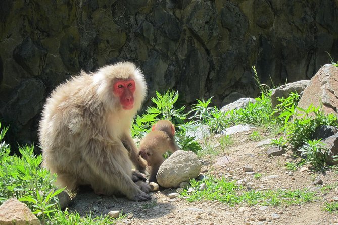 Explore Jigokudani Snow Monkey Park With a Knowledgeable Local Guide - Visitor Reviews and Feedback