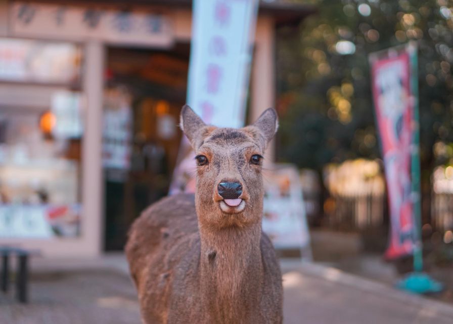 From Kyoto or Osaka: Private Walking Tour Through Nara - Highlights of Naras History and Culture