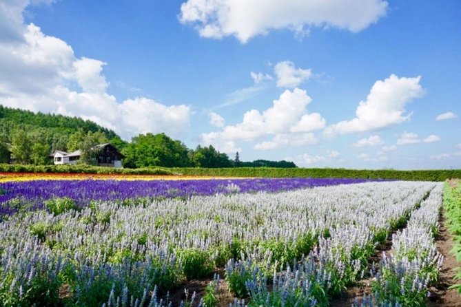 Hokkaido Highlights of Flower Blossom, Asahiyama Zoo & Blue Pond "Aoi-ike"! - Customer Reviews and Feedback